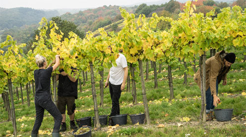 The harvest of our collaboration wine „Weisser Burgunder 2017“