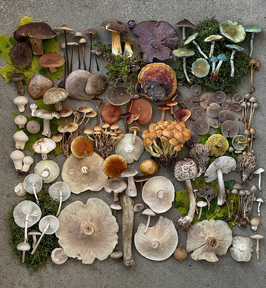 Into the Woods - Mushroom Workshop